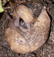 Deroceras reticulatum