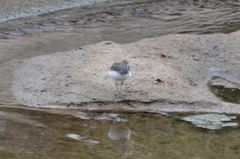 Tringa ochropus
