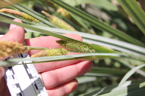 Image of Carex spissa by (c) Millie Basden, some rights reserved (CC BY)