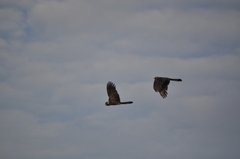 Zanda funerea funerea