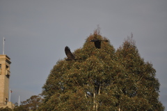 Zanda funerea funerea
