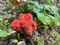 Ramaria araiospora