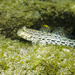 Ornate Sandgoby - Photo (c) 傻子, some rights reserved (CC BY-NC), uploaded by 傻子