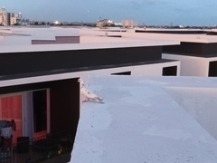 Columba livia domestica