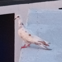 Columba livia domestica