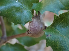 Dryocosmus asymmetricus