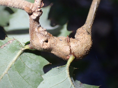 Dryocosmus asymmetricus
