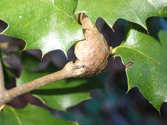 Dryocosmus asymmetricus