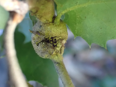 Dryocosmus asymmetricus