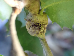 Dryocosmus asymmetricus
