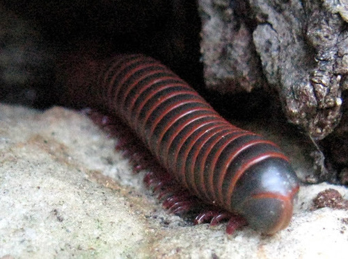 American giant millipede