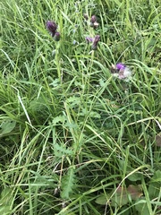 Cirsium oligophyllum