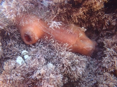 Cnemidocarpa