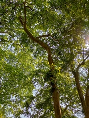 Terminalia arjuna