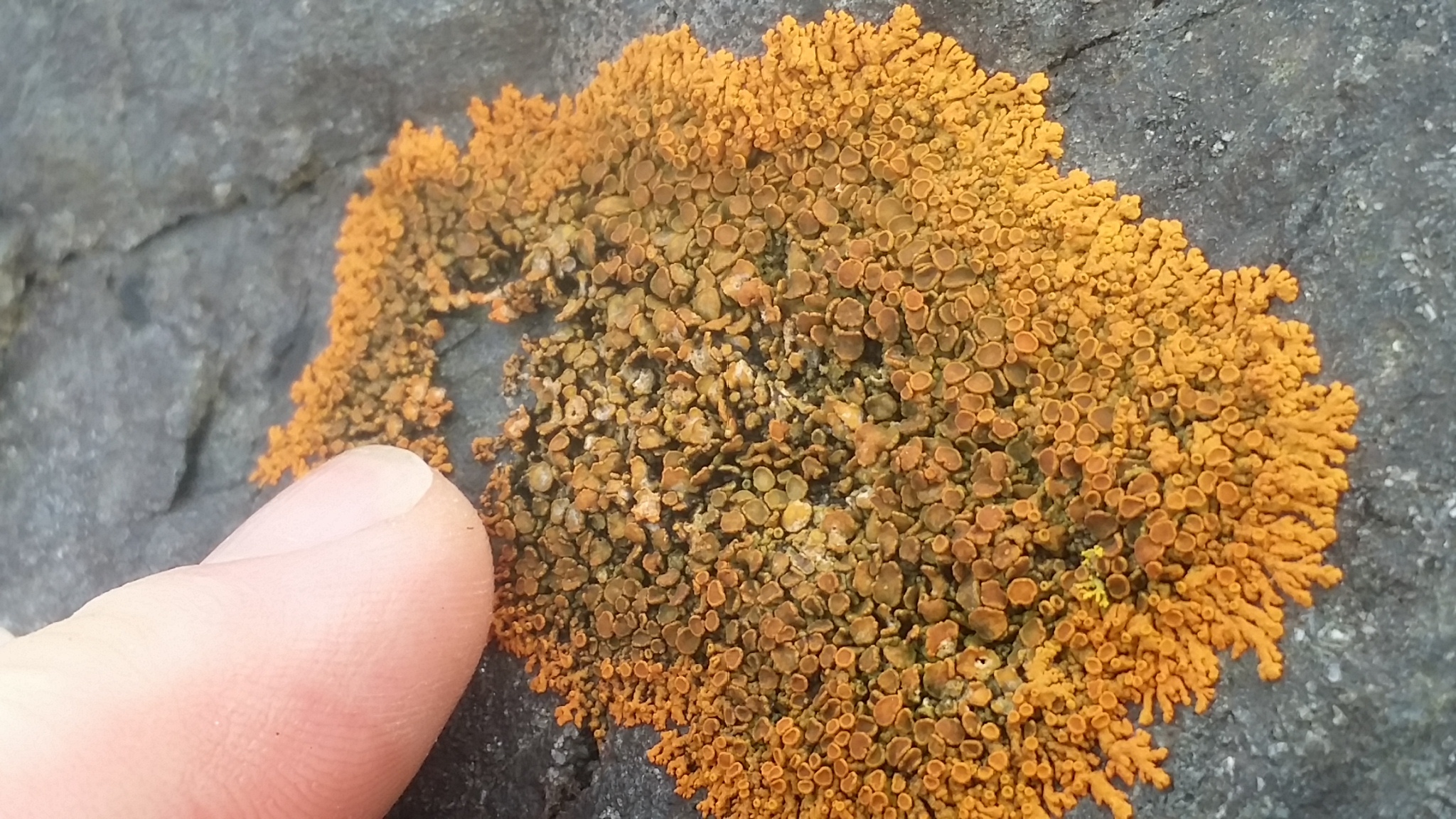 Xanthoria elegans image