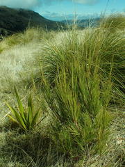 Dracophyllum acerosum