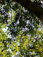 Terminalia arjuna