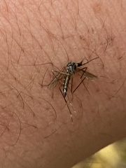 Aedes japonicus
