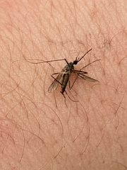 Aedes japonicus