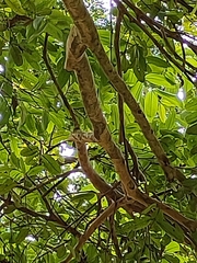 Terminalia arjuna