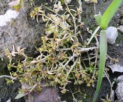 Crassula aquatica