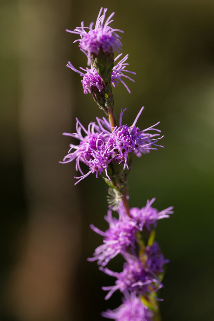 shaggy blazing star