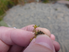 Crassula aquatica