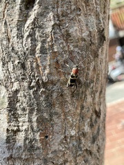 Xylotrechus rufilius