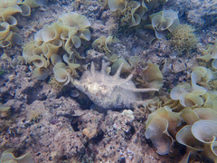 Lambis truncata