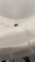 Eleutherodactylus planirostris