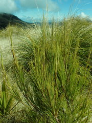 Dracophyllum acerosum