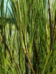 Dracophyllum acerosum