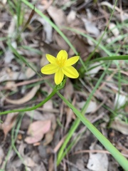 Tricoryne simplex
