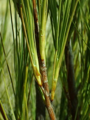 Dracophyllum acerosum
