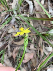 Tricoryne simplex