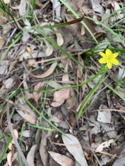 Tricoryne simplex