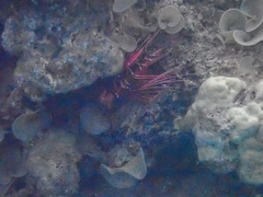 Pterois radiata