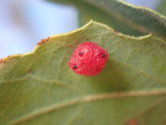 Cynips quercusechinus