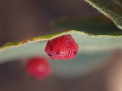 Cynips quercusechinus