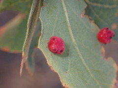 Cynips quercusechinus