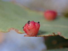 Cynips quercusechinus