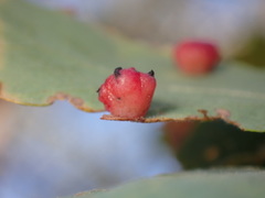 Cynips quercusechinus