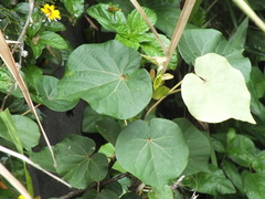 Talipariti tiliaceum