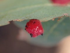 Cynips quercusechinus