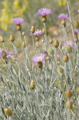 Psephellus trinervius