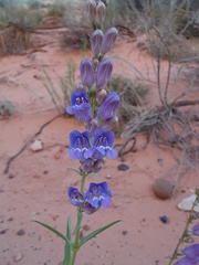 Penstemon laevis