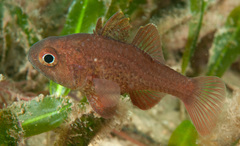 Vincentia novaehollandiae