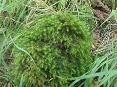 Echinodiopsis hispida