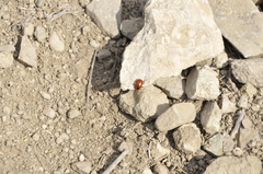 Entomoscelis suturalis