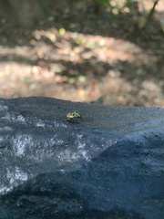 Chrysocoris fascialis